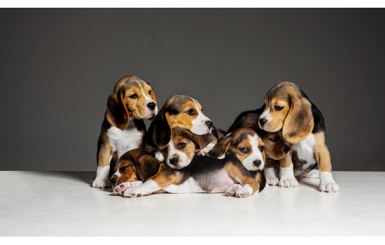 Sevimli Kardeş Köpekler Tablosu