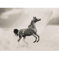 İlüstrasyon At Tablosu