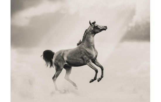 İlüstrasyon At Tablosu