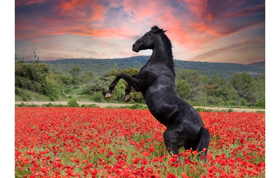 Şahlanan Siyah At Tablosu