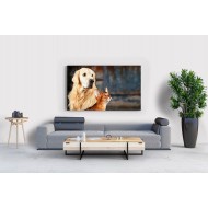 Kedi ve Köpek Dostluğu Tablosu