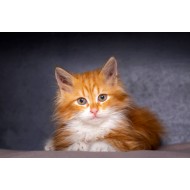 Sevimli Turuncu Kedi Tablosu