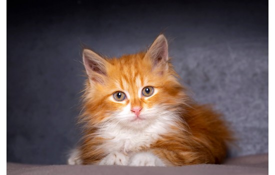 Sevimli Turuncu Kedi Tablosu