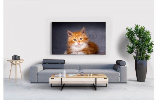 Sevimli Turuncu Kedi Tablosu