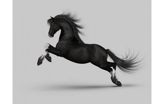 İlüstrasyon Siyah At Tablosu