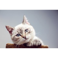 Sevimli Bakan Kedi Tablosu