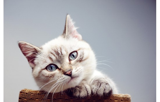 Sevimli Bakan Kedi Tablosu