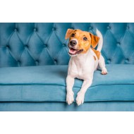 Jack Russel Köpek Tablosu