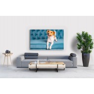 Jack Russel Köpek Tablosu