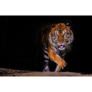 İlüstrasyon Kaplan Tablosu