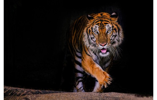 İlüstrasyon Kaplan Tablosu