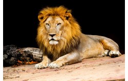 İlüstrasyon Aslan Tablosu