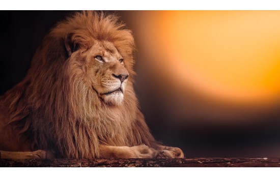 İlüstrasyon Aslan 2 Tablosu