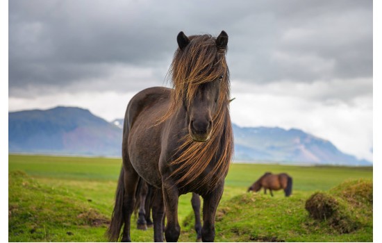 Doğada İskandinav Atı Tablosu