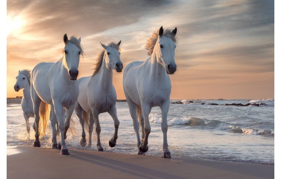 Günbatımında Özgürce Koşan Atlar Tablosu